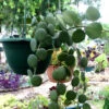 Silver Dollar Plant Succulent Plant
