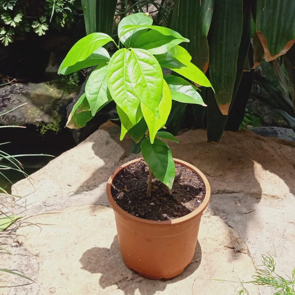 Garlic Vine Plant 2 Garlic Vine Plant - Image 2