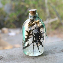 Sacramento Hooter Preserved Flower Tabletop