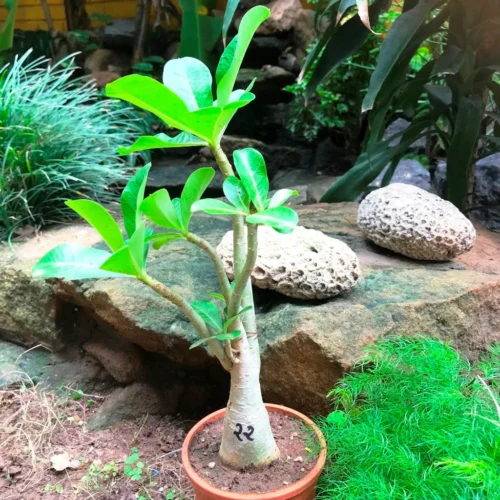 Adenium Arabicum - PMK Plant -Plant Life Decor Shop 22 AdeniumArabicum PMK 4