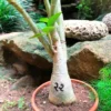 Adenium Arabicum - PMK Plant