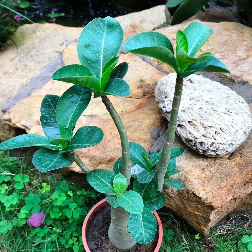 Adenium Arabicum - LL+FB Plant 3 Adenium Arabicum - LL+FB Plant - Image 3