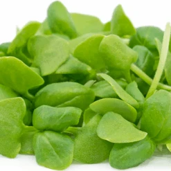 Basil Classic Italian Microgreen Seeds -Plant Life Decor Shop 2884