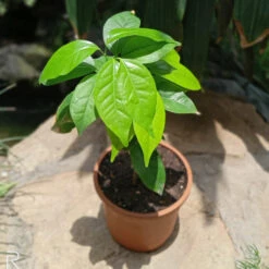 Garlic Vine Plant 9 Garlic Vine Plant -Plant Life Decor Shop 2 3c049289 ba7a 4498 92d2 3ecd98e77f82