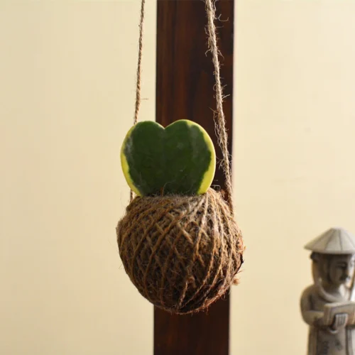 Kokedama Moss Ball Hoya Keri Plant 7 Kokedama Moss Ball Hoya Keri Plant -Plant Life Decor Shop 2 ad742b33 f1ff 4a52 a5db 5cf0009551b4