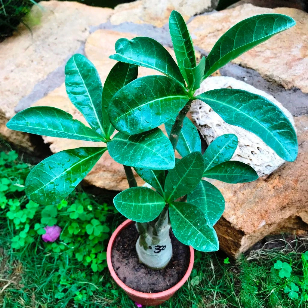 Adenium Arabicum - MMK+FB Plant 2 Adenium Arabicum - MMK+FB Plant - Image 2