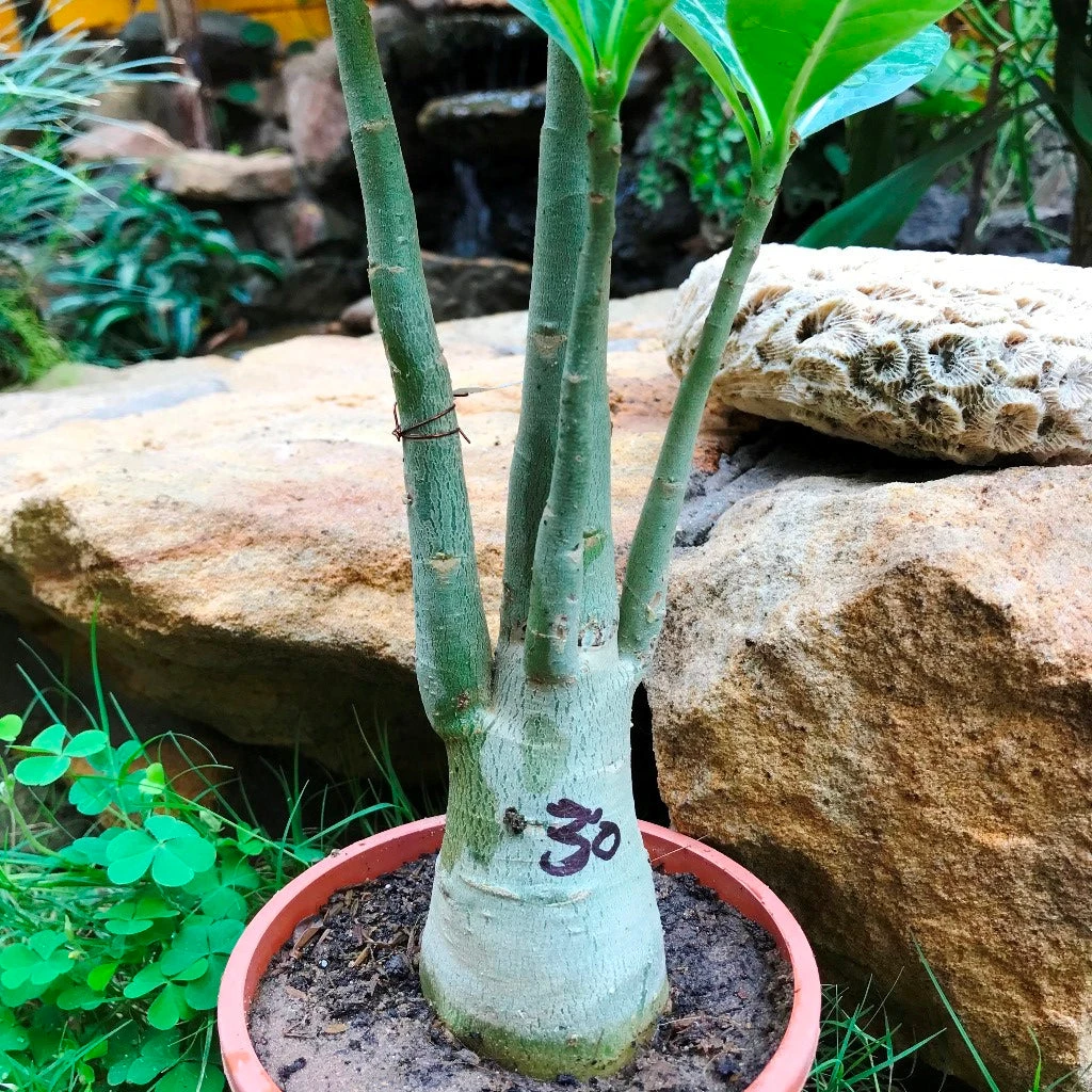Adenium Arabicum - MMK+FB Plant 1 Adenium Arabicum - MMK+FB Plant
