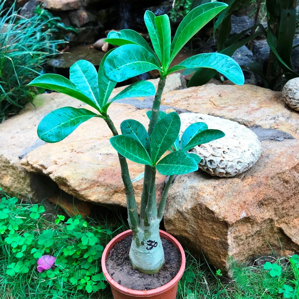 Adenium Arabicum - MMK+FB Plant 3 Adenium Arabicum - MMK+FB Plant - Image 3