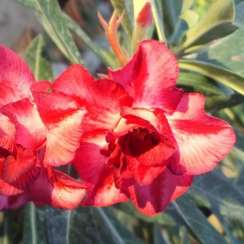 Dang U Thai Adenium Plant