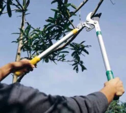 Ratchet Telescopic Anvil Lopper