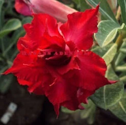 North West Adenium Plant