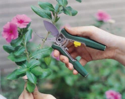 Mini Trimming Floral Shears