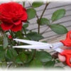 Flower Scissor In Red