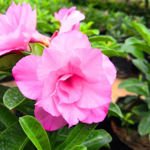 Fathuma Adenium Plant