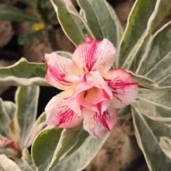 Obesum Var Angel Of Fire Adenium Plant