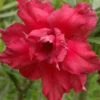 One In The Universe Adenium Plant