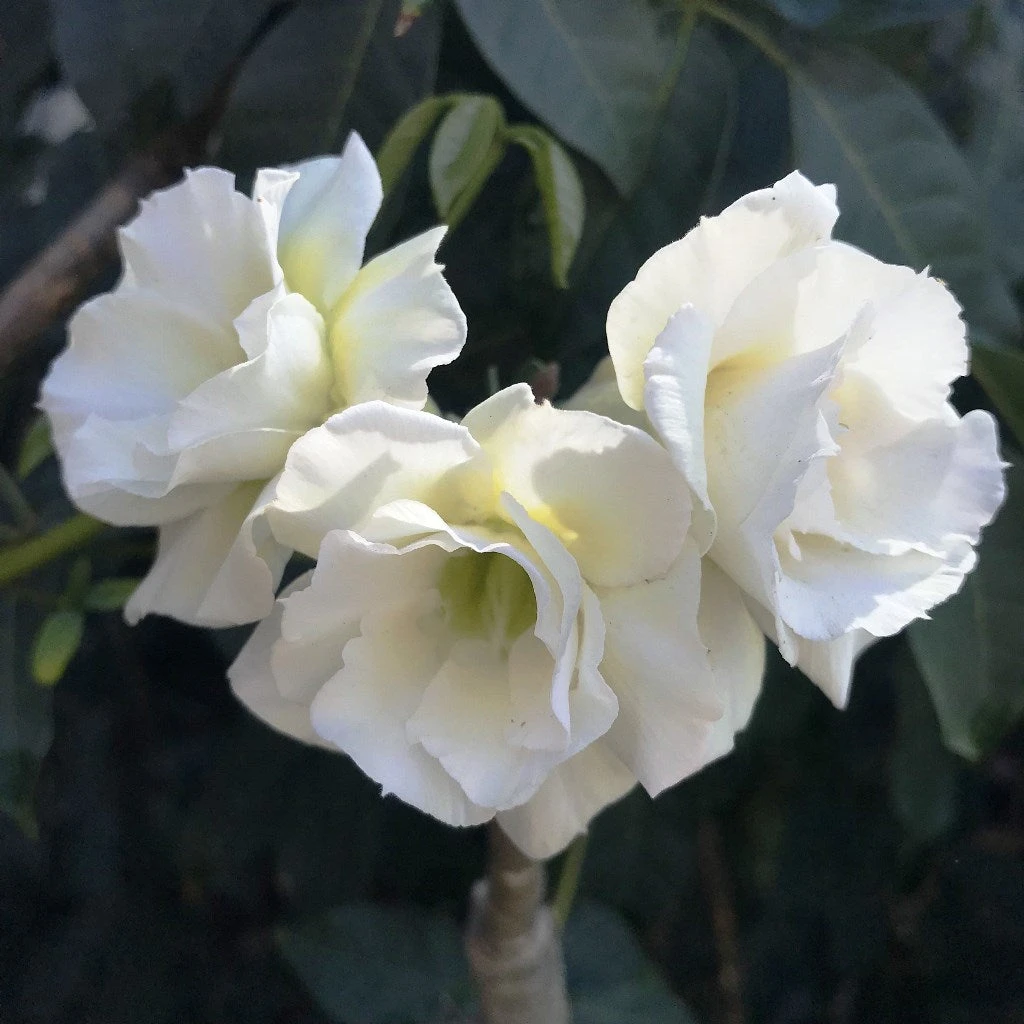 Kohomali Adenium Plant 2 Kohomali Adenium Plant - Image 2