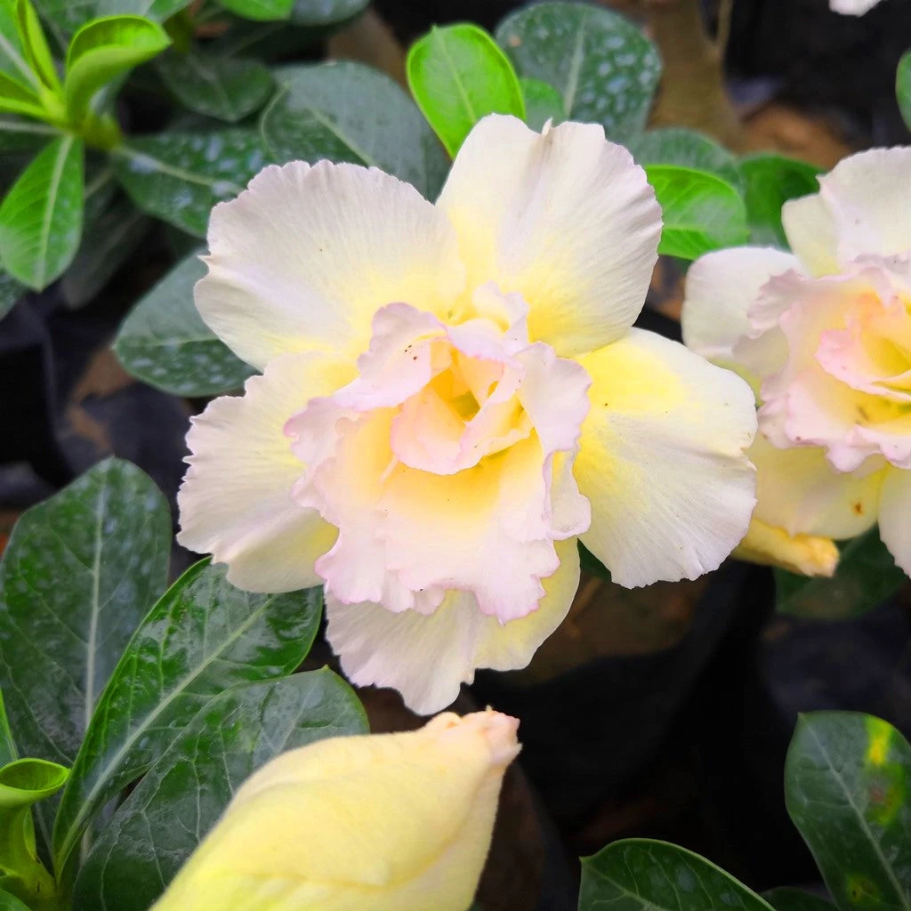 Kohomali Adenium Plant 1 Kohomali Adenium Plant