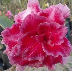 Red Pride Adenium Plant 1 Red Pride Adenium Plant