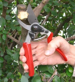 Nano 07 Plant Shears Red And Silver -Plant Life Decor Shop 3708 6