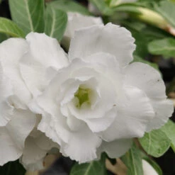 White Valentine Adenium Plant