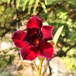 Black Swan Adenium Plant
