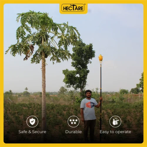 Hectare Papaya Picker (Without Pole) 6 Hectare Papaya Picker (Without Pole) -Plant Life Decor Shop 3 5f9e4dee 3beb 4890 9902 4711da2d19c8