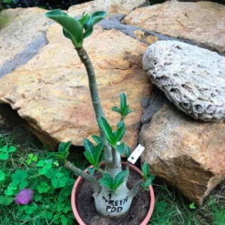 Adenium Arabicum - Green Pod Plant -Plant Life Decor Shop 4 GreenPod 17
