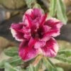 Black Jack Adenium Plant