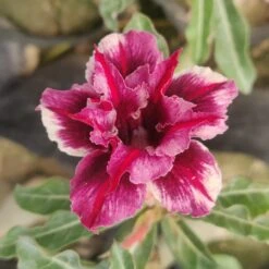 Black Jack Adenium Plant