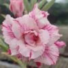 Country Rose Adenium Plant