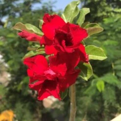 Cosmic Swirl Adenium Plant