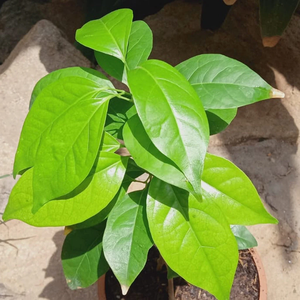 Garlic Vine Plant 4 Garlic Vine Plant - Image 4