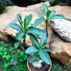 Adenium Arabicum - PNB Plant -Plant Life Decor Shop 5 PNB