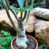 Adenium Arabicum - PNB Plant