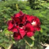 Crimson Crimple Adenium Plant