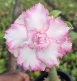 Phloi Plakai Adenium Plant