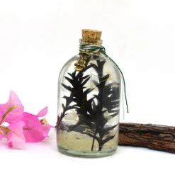 Sacramento Hooter Preserved Flower Tabletop -Plant Life Decor Shop 5 c10fe173 d48d 4ff3 84a1 869e9a537e77