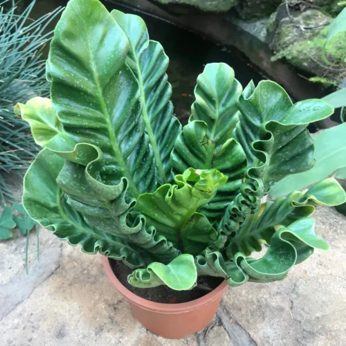 Asplenium Nidus Cobra Fern Plant
