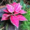 Aglaonema Red Elephant Plant