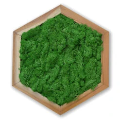 A Morass Hexad Preserved Moss Frame With Light Wood