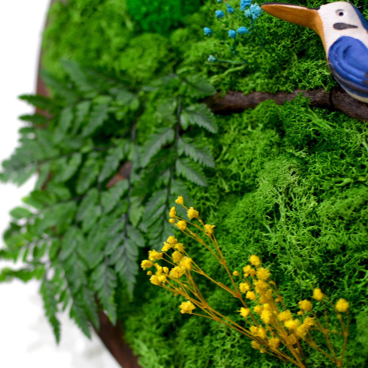 A Sapphire Tangle Preserved Moss Frame With Dark Wood 4 A Sapphire Tangle Preserved Moss Frame With Dark Wood - Image 4