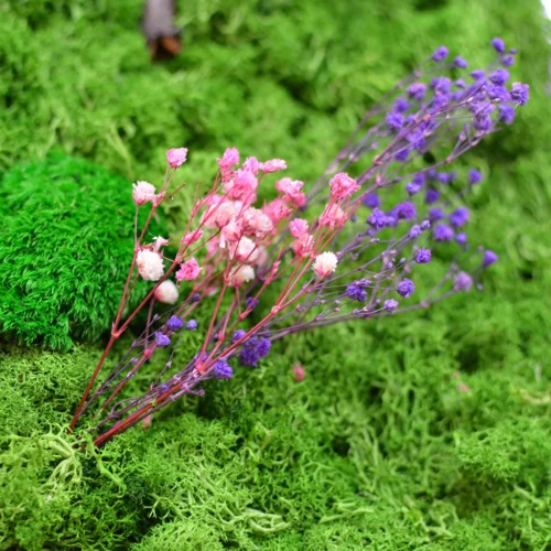 A Vivid Thicket Preserved Moss Frame With Dark Wood -Plant Life Decor Shop A Vivid Thicket 4