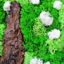 A Lichen Bog Preserved Moss Frame With Dark Wood 10 A Lichen Bog Preserved Moss Frame With Dark Wood -Plant Life Decor Shop A lichen bog 3