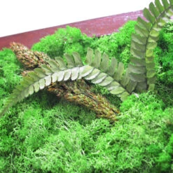A Mystical Forest Preserved Moss Frame With Dark Wood -Plant Life Decor Shop A mystical forest 4