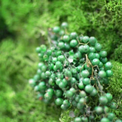 A Mystical Forest Preserved Moss Frame With Dark Wood -Plant Life Decor Shop A mystical forest 5