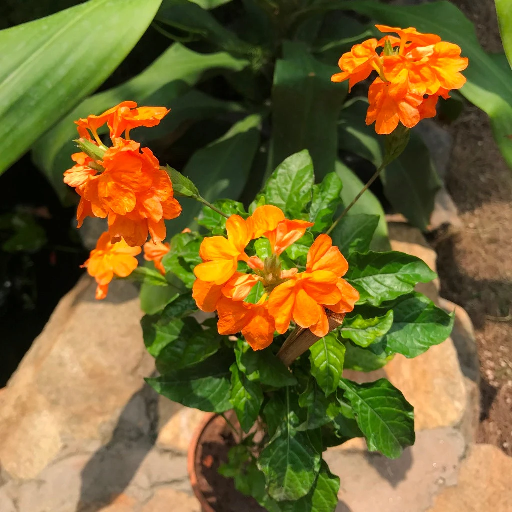 Aboli Arka Ambara Plant 1 Aboli Arka Ambara Plant