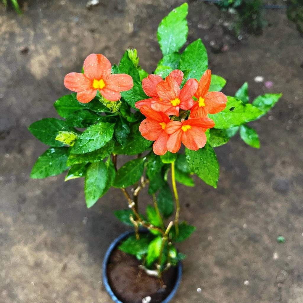 Aboli Arka Ambara Plant 2 Aboli Arka Ambara Plant - Image 2