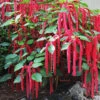 Acalypha Hispida Plant