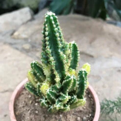 Acanthocereus Tetragonus Variagata Cactus Plant -Plant Life Decor Shop Acanthocereustetragonusvariagata 2